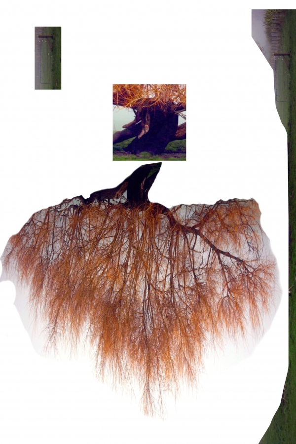 Creation of Lady (in)... green: Step 2